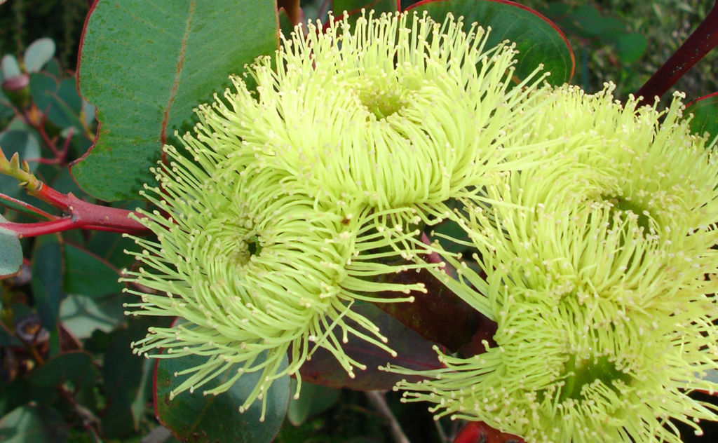 A Eucalyptus preissiana commonly known as the Bell Fruited Mallee. Photo: Austplant