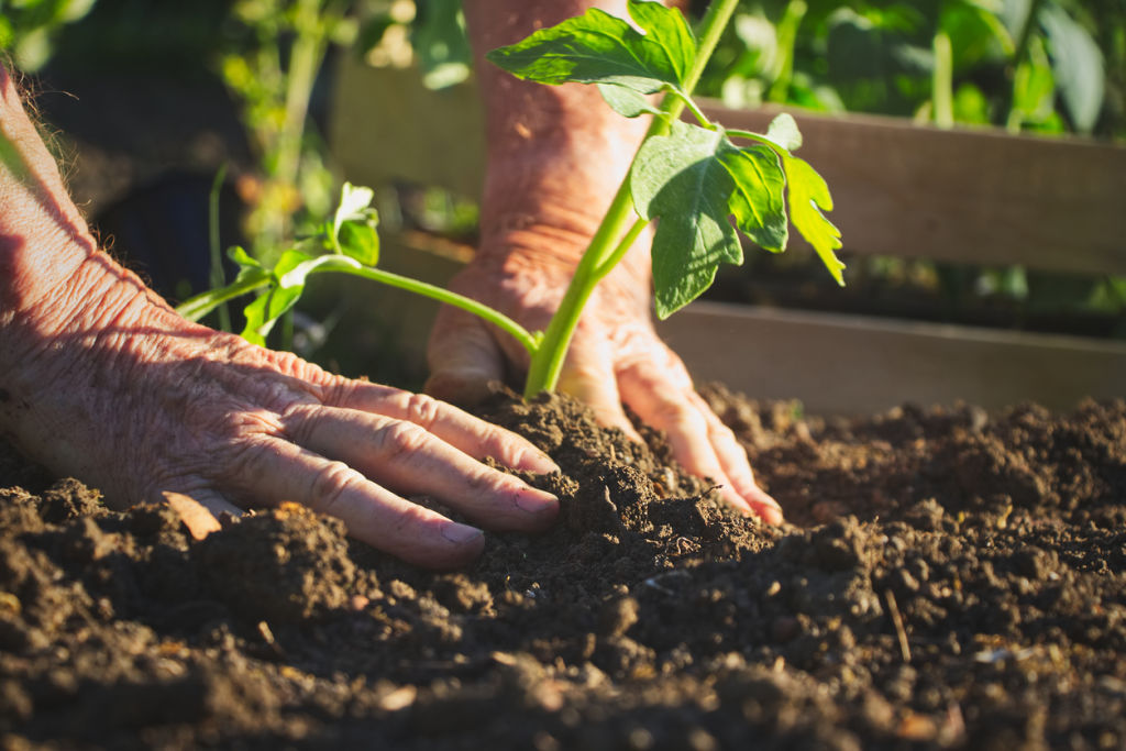 The mental and physical benefits of gardening