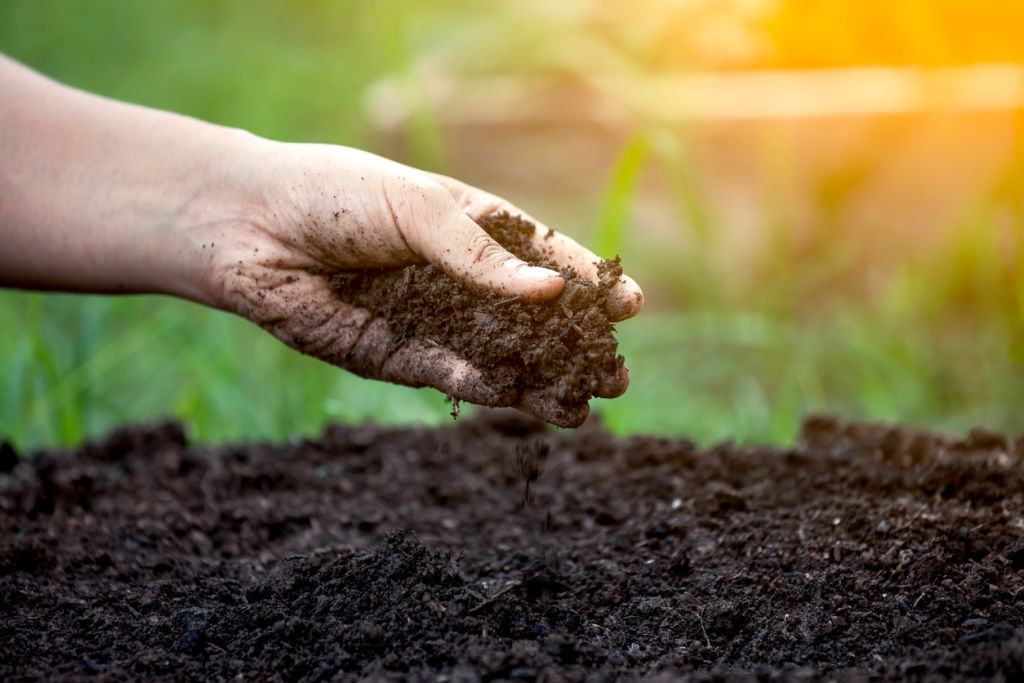A splash of dishwashing liquid or clay in the water, can act as a soil wetting agent.  Photo: iStock
