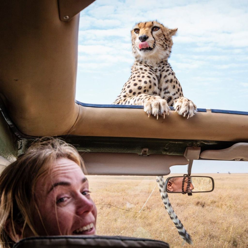 There was a time when a cheetah climbed on top of her vehicle and perched itself just centimetres from her face. Photo: Bobby-Jo Vial Photo: Bobby-Jo Vial