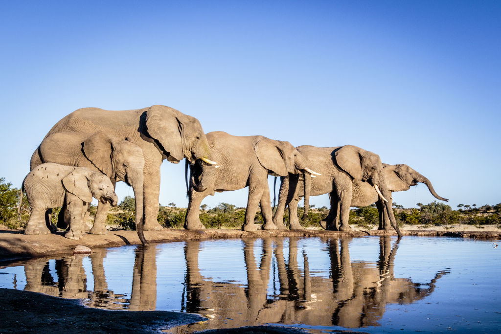 Each location she stays at has unique photo opportunities, whether it’s elephants bathing in Zimbabwe or the calving wildebeest of the Serengeti. Photo: Bobby-Jo Vial Photo: Bobby-Jo Vial