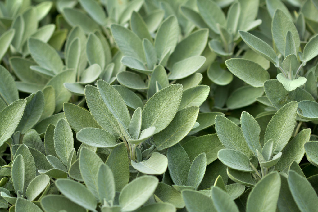 Sage hates wet winter feet. Photo: iStock