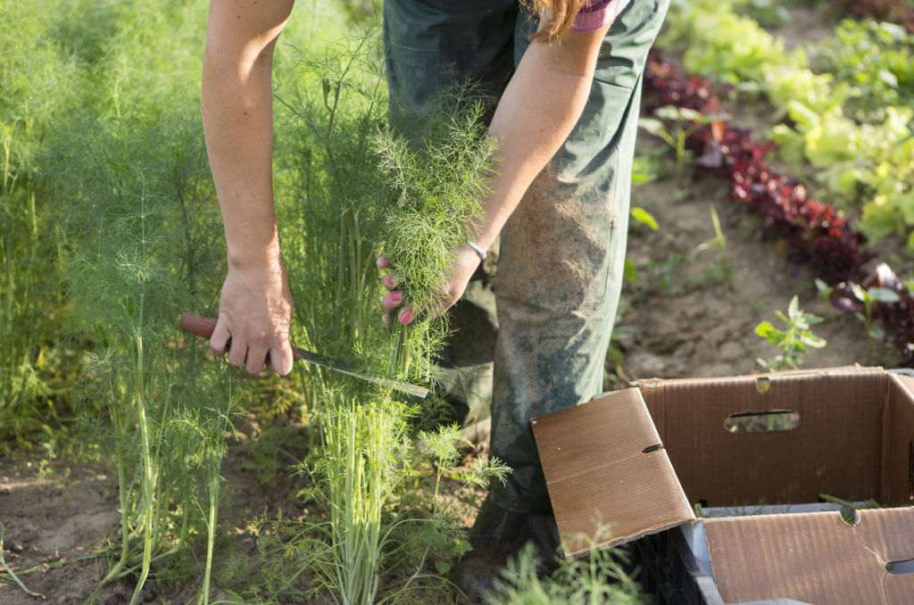 Dill does its best work in spring. Photo: iStock Photo: iStock
