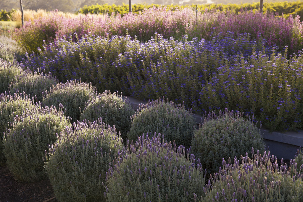 Salvia Waverley and salvia leucantha are good substitutes for salvia nemorosa. Photo: Simon Griffiths Photo: Simon Griffiths