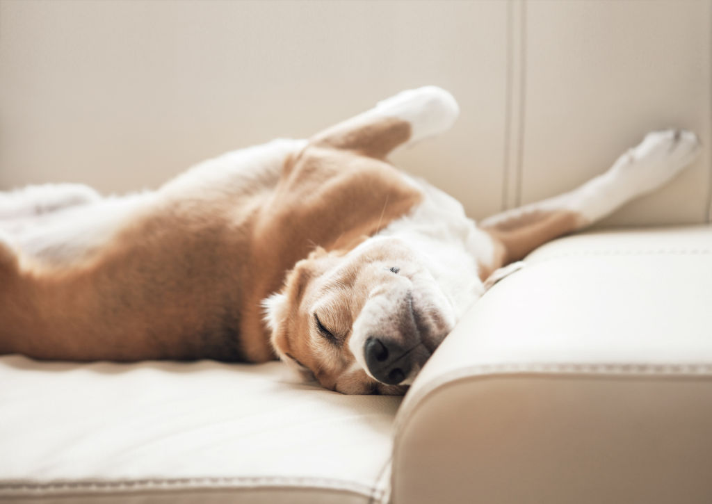 Some strata schemes may ban all pets, while others may limit the type or size allowed. Photo: iStock
