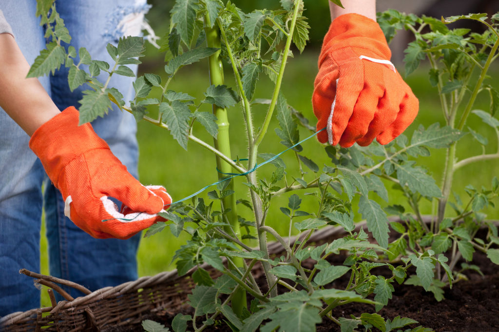 Tomato plants will need to be staked or grown through a frame. Photo: iStock