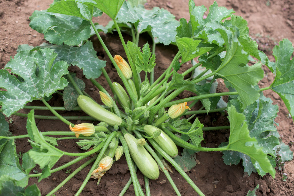 Zucchini plants have a wide, low-growing habit.