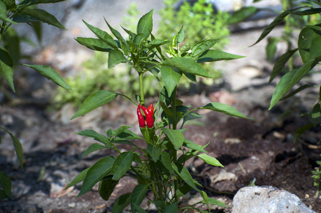 Chillies and capsicum are compact, low-growing plants.