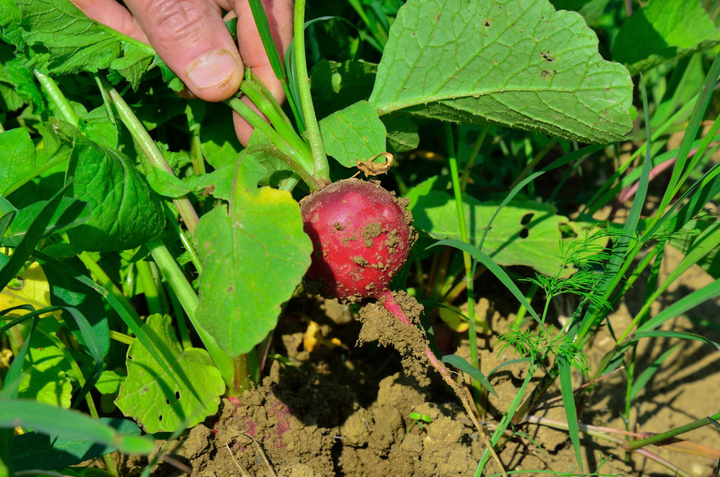 Radishes grow underground, with just the tops visible.