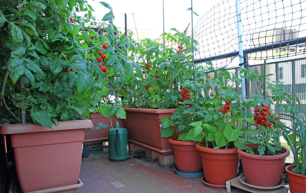 Sunny balconies are ideal for growing vegetables.
