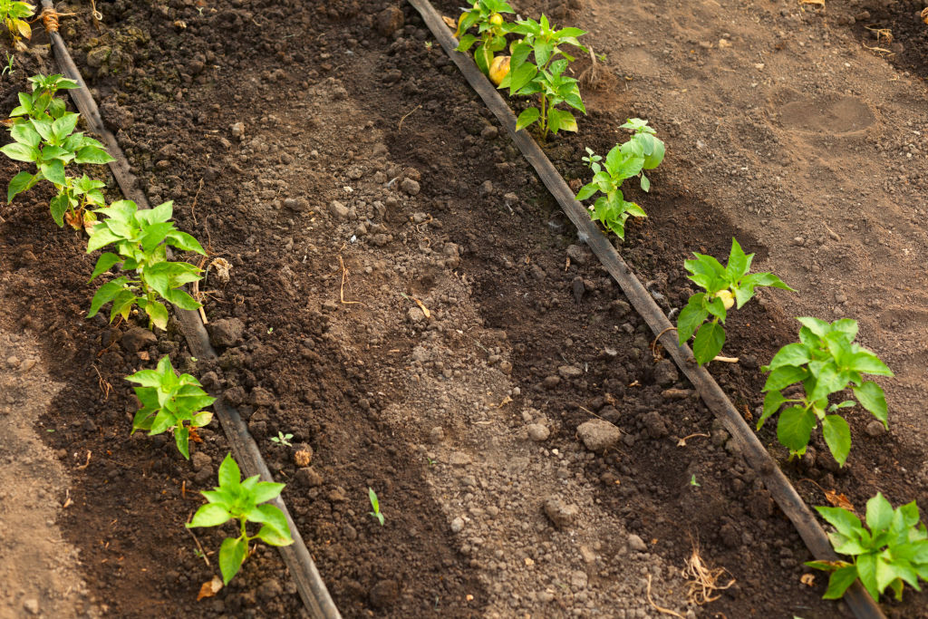 A drip-irrigation system directs water to the roots and can be controlled with a timer.