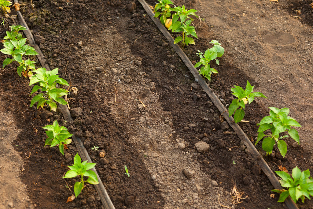 Irrigation systems can become clogged, which prevents water from reaching plants.