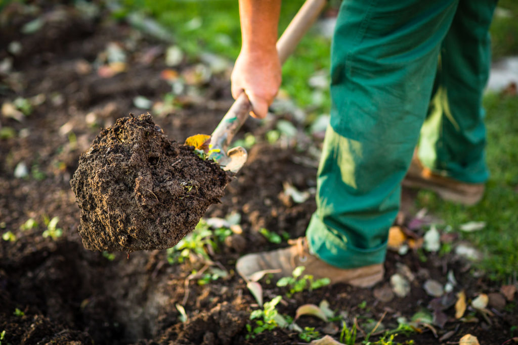 Break up the soil before planting and add in organic material to improve soil fertility.