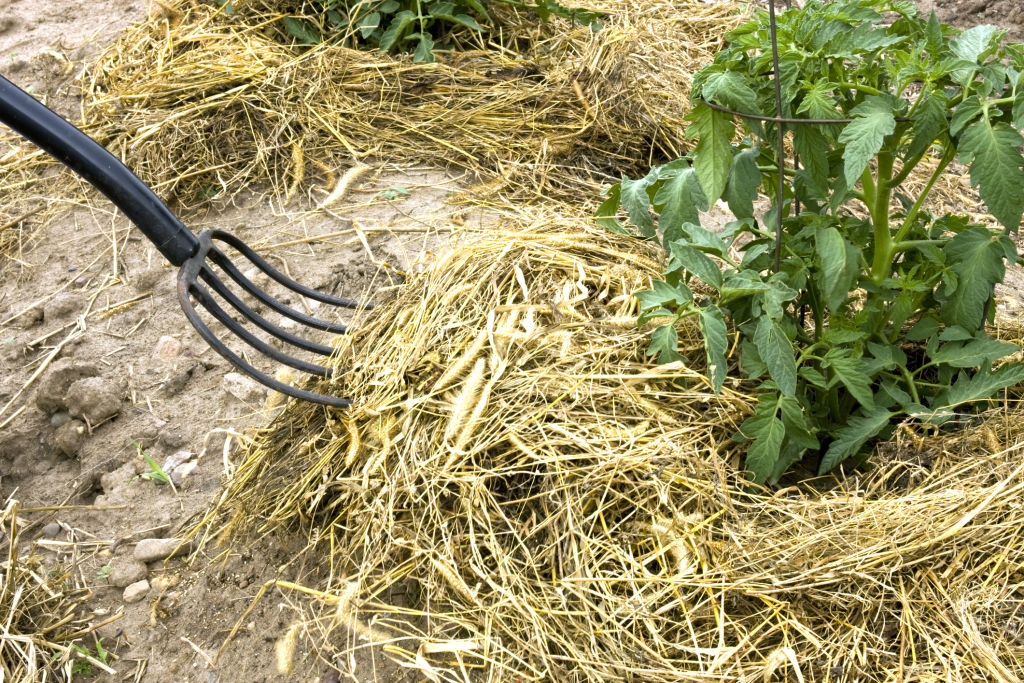 Mulch helps retain moisture and adds nutrients to the soil.