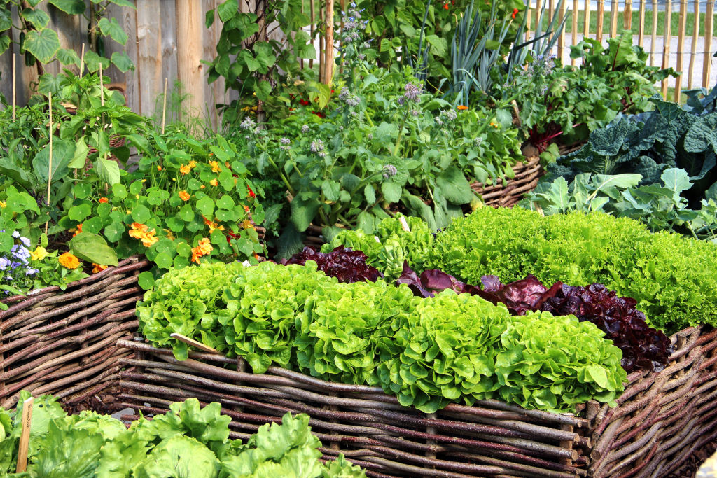 How to create an organic vegetable garden this summer