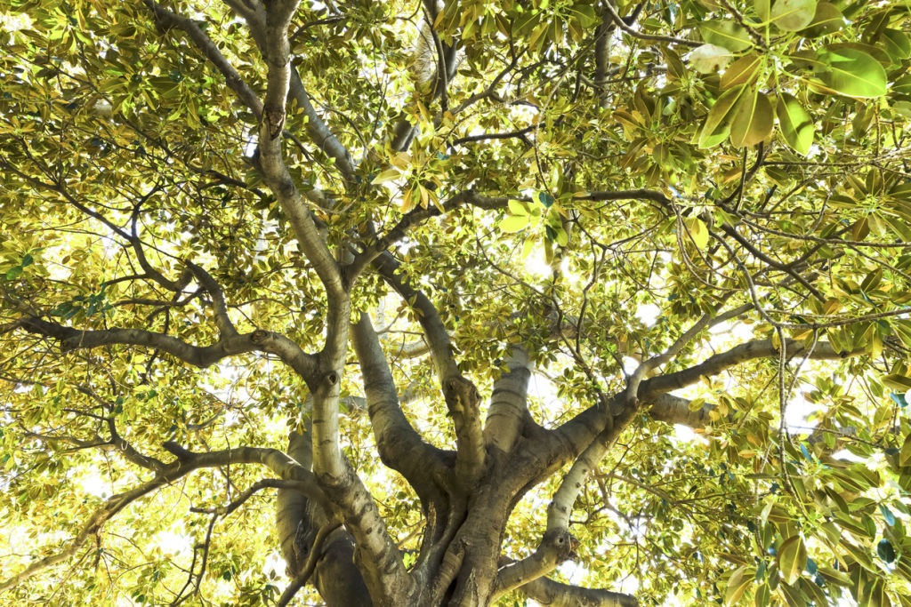 Old fig tree in sunshine, Australia, beautiful nature background, full frame horizontal composition with copy space Photo: iStock