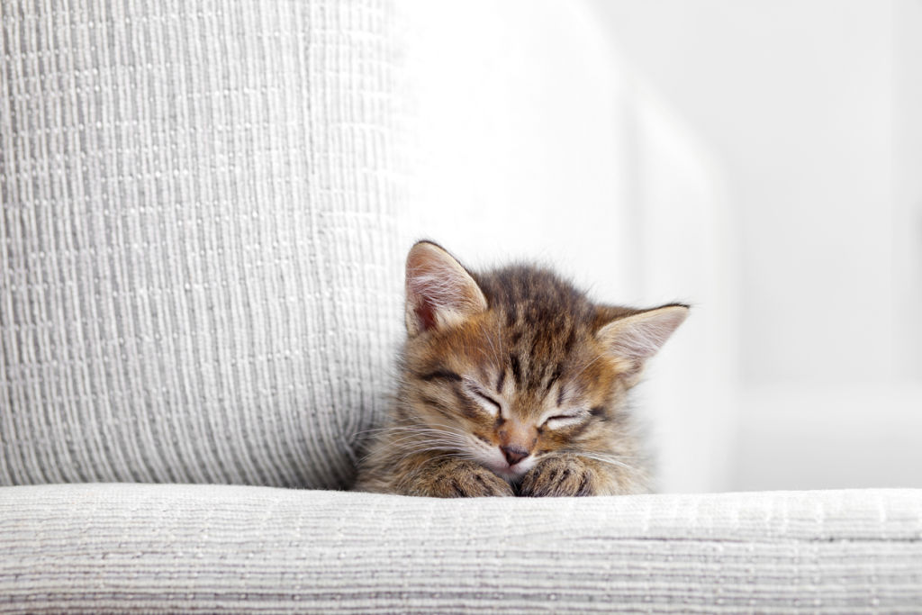 'Last year I was given a kitten.' Photo: iStock