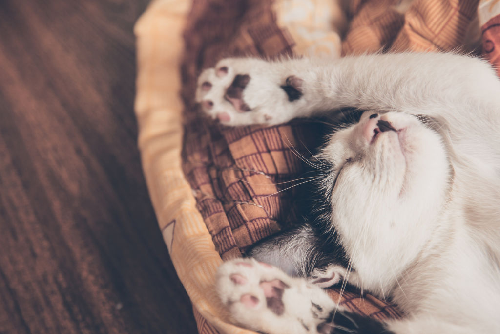 It’s a good idea to remove all pet-related items before an inspection, including beds, litter trays, toys and leads and store them out of sight. Photo: iStock