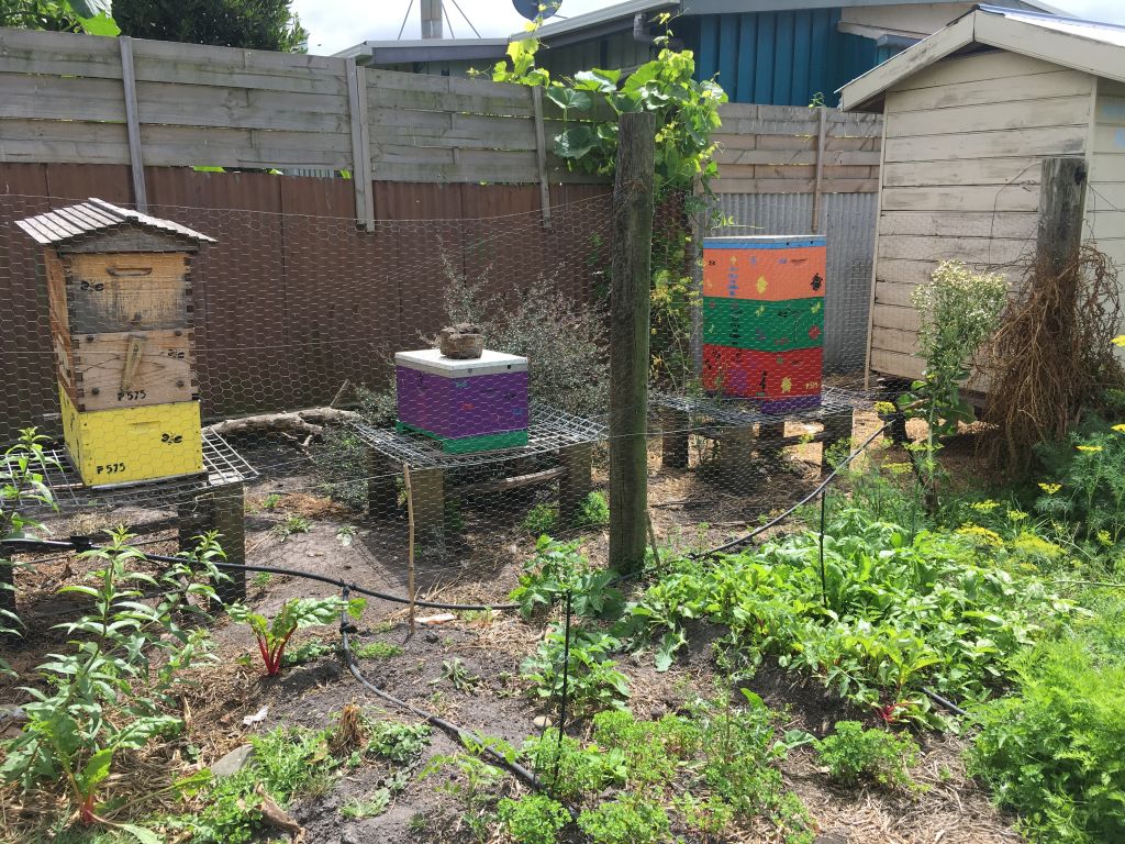 Backyard beekeeping is becoming more popular. Photo: Nicola Philp