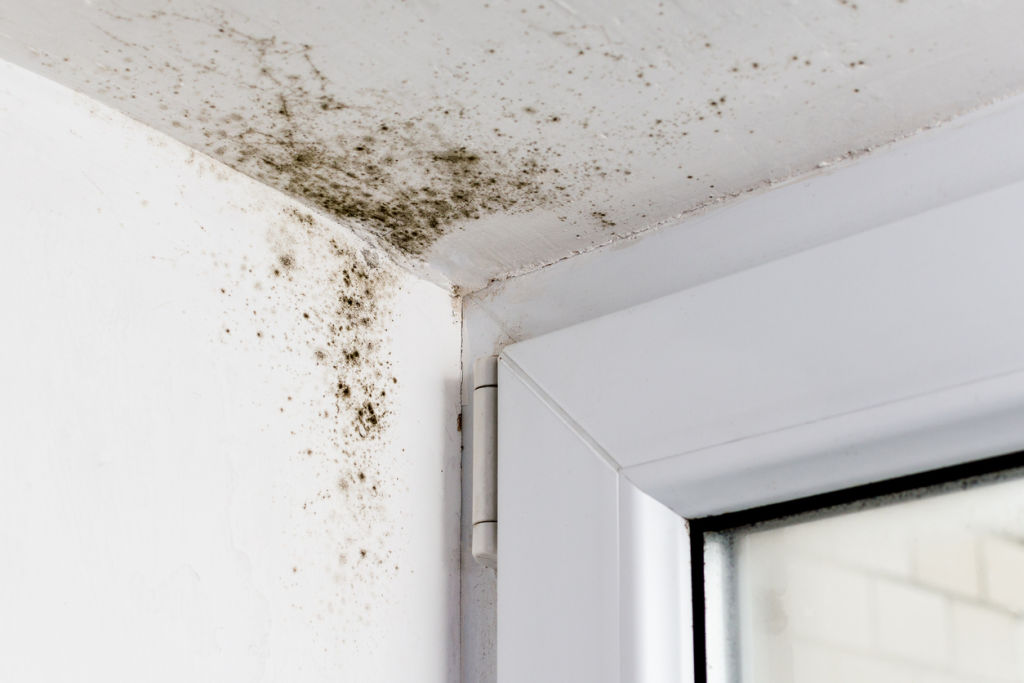 Mould can lead to serious building damage. Photo: iStock