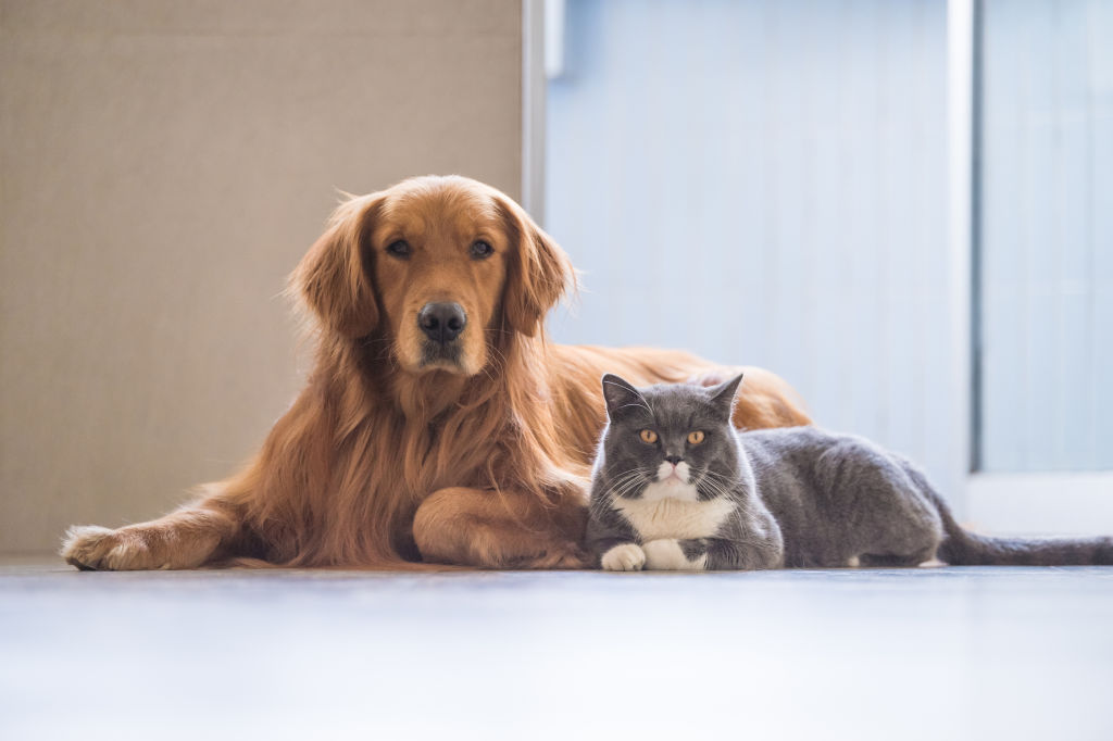 Property managers report that landlords are becoming more open to the idea of pets.