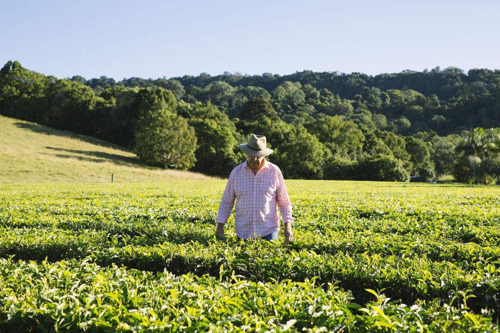 Stephen Bright of Madura Tea describes Tweed Shire as idyllic. Photo: Supplied