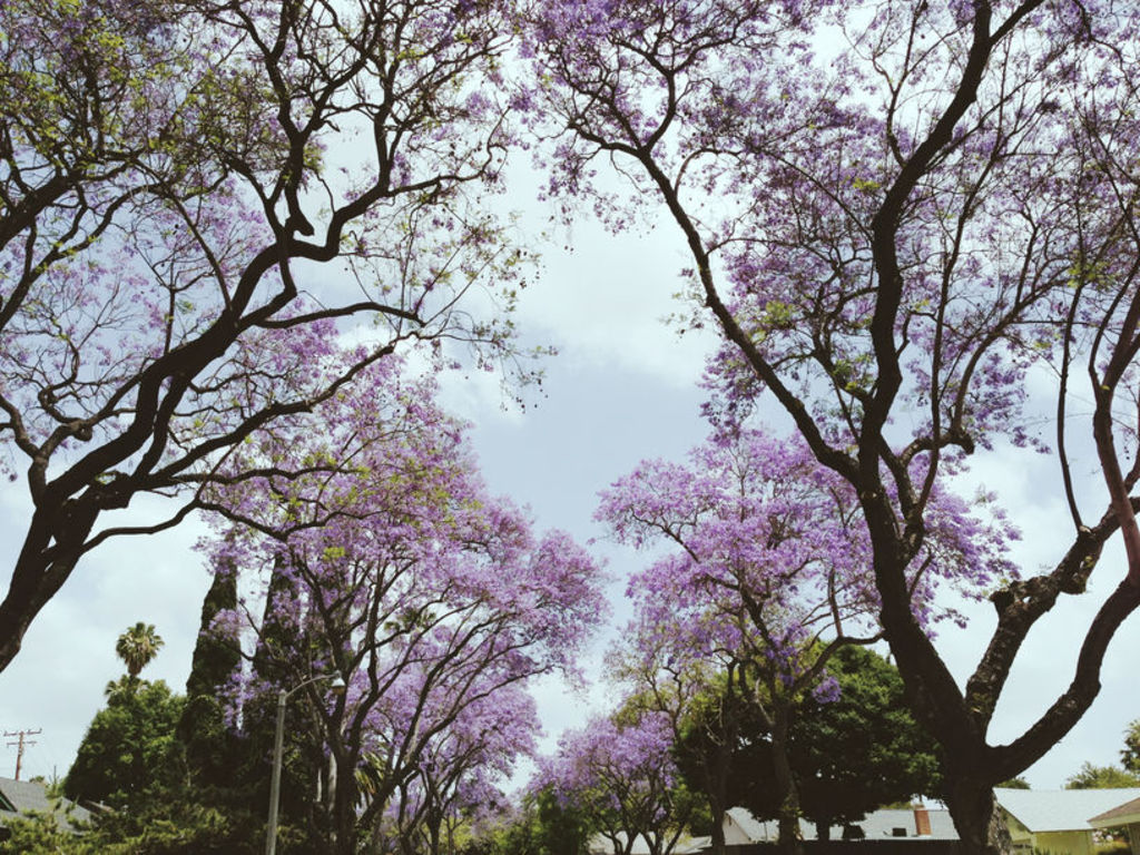 Even a beautiful jacaranda tree can cause neighbourly disputes. Photo: Stocksy