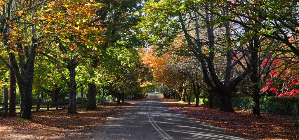A leafy street in Mount Wilson, located in the Blue Mountains and Surrounds region.