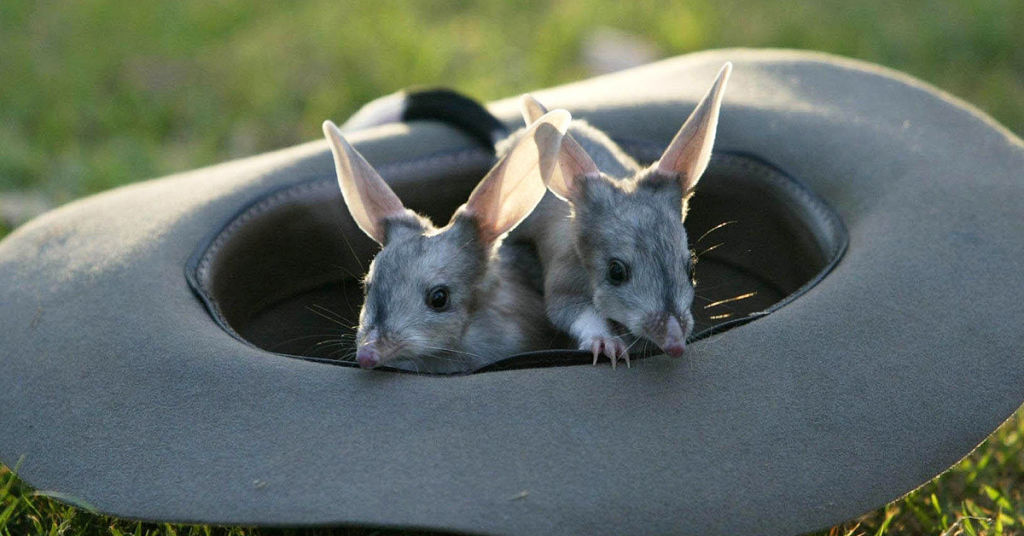 Twin three-month-old male Bilbies, which were released into the wild from Charleville's centre. Photo: Photo:  Andy Zakeli.