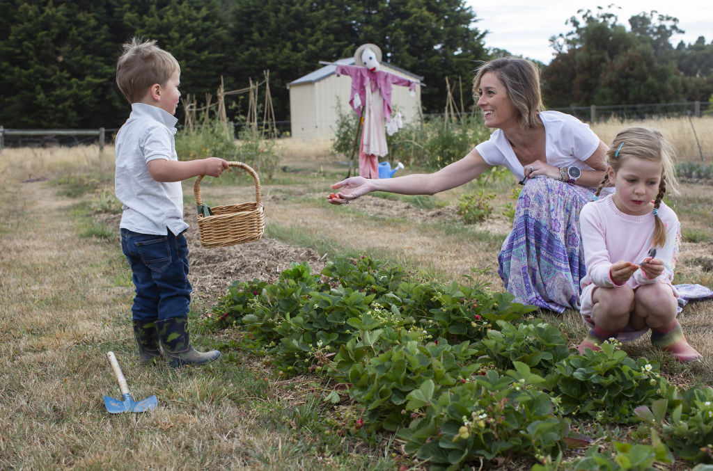 Jack, Alex and Harriet sample the small yet sweet strawberries.  Photo: Stephen McKenzie