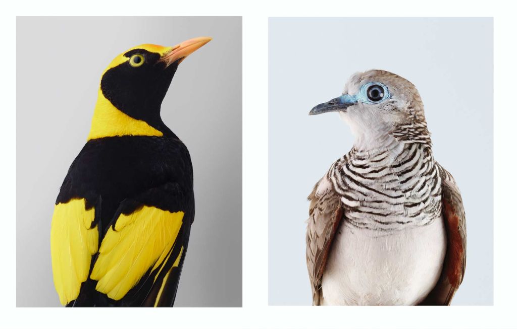 Left: Regent Bowerbird. Right: Peaceful Dove. Photo: Leila Jeffreys / Olsen Gallery