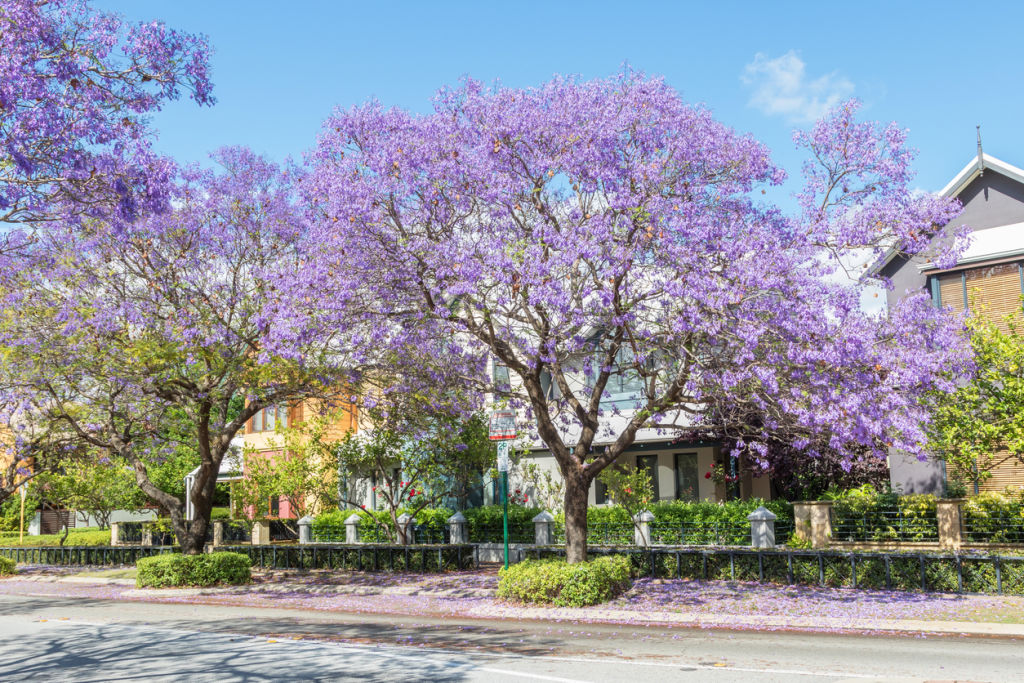 Nicola Powell says following a dip during the height of COVID-19-related restrictions, interest in Perth real estate has returned. Photo: iStock