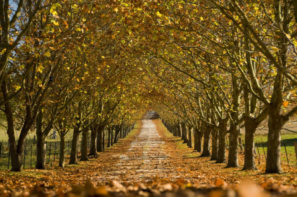 A tree-lined road in the Southern Highlands. Photo: Dee Kramer / Destination Southern Highlands