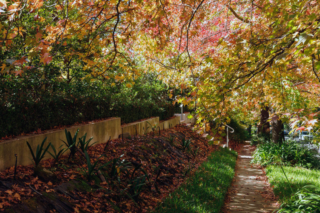 Autumn leaves fall along Burns Road, one of Wahroonga's prettiest streets. Photo: Steven Woodburn