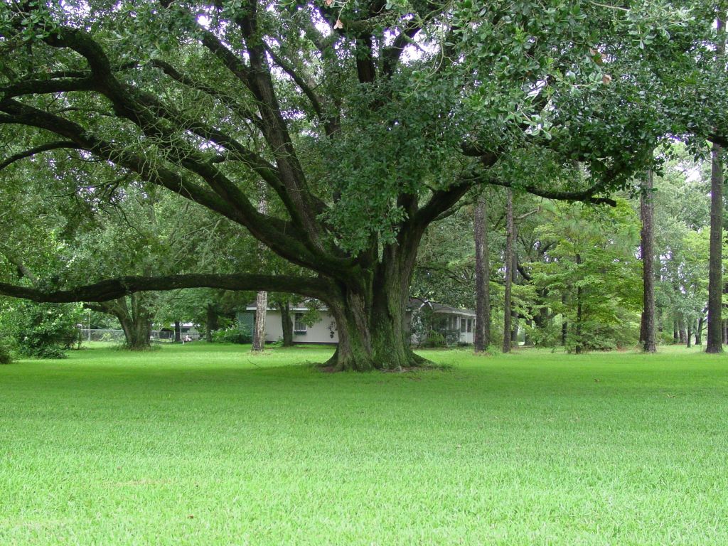 When choosing turf, you need to consider rainfall, shade coverage, foot traffic and the amount of work you want to put into it. Photo: My Home Turf