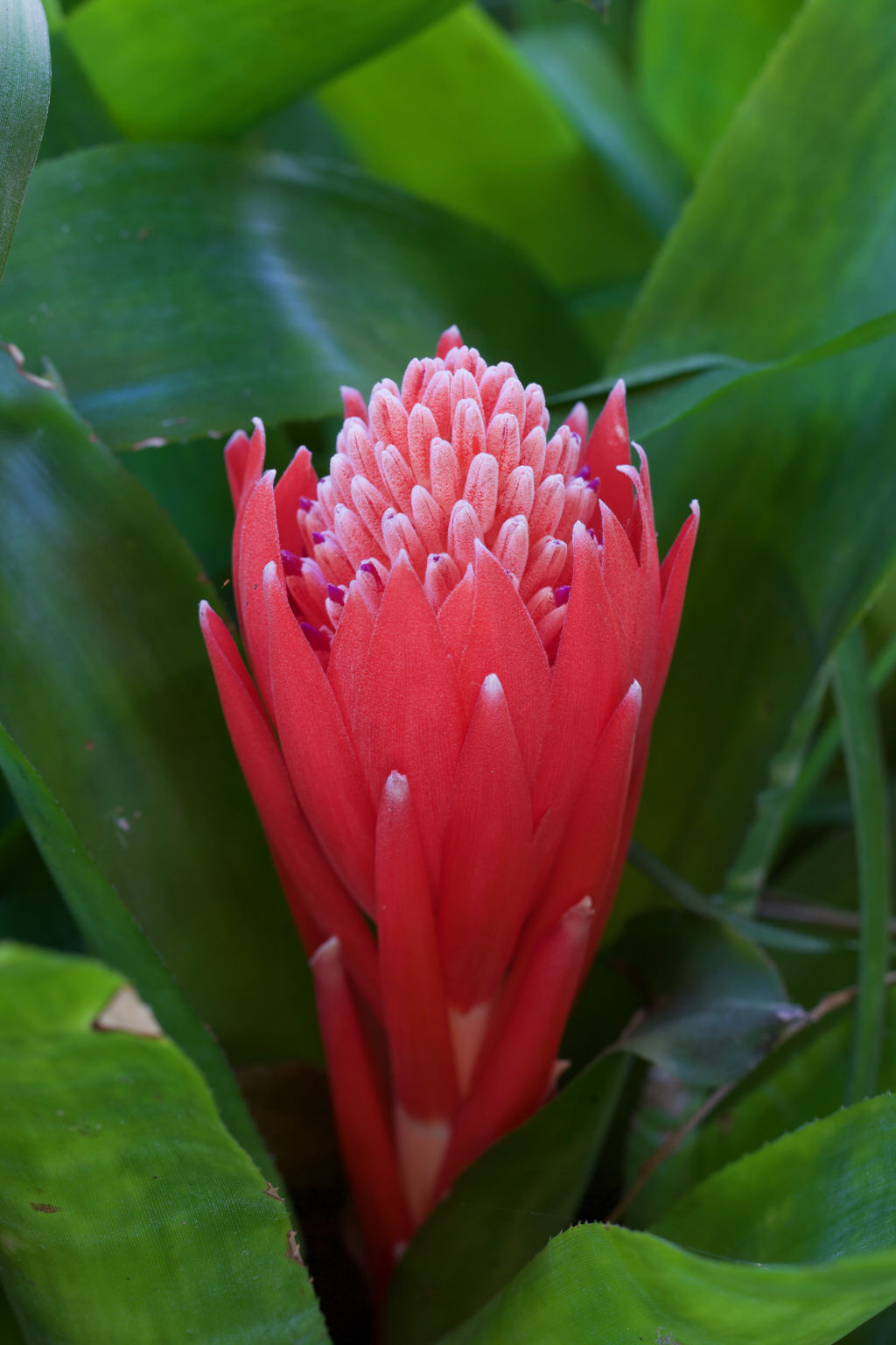 A bromeliad. For people moving from southern states, the biggest difference to get used to is the lack of distinction between seasons. Photo: Adam Woodhams