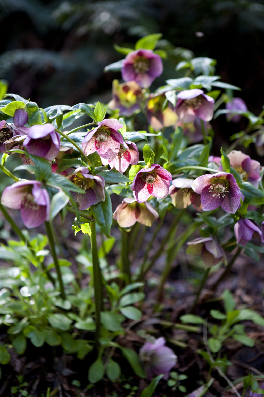 Hellebores or winter rose are the main star of our garden. Photo: Simon Griffiths