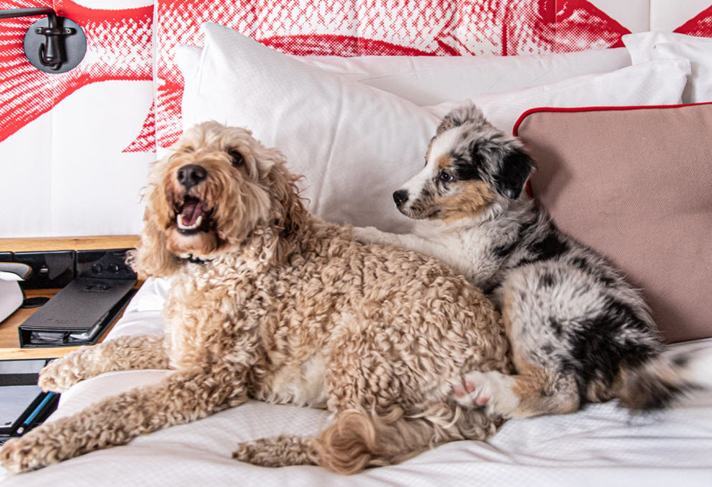 Pet-friendly hotels are becoming more common in Australia