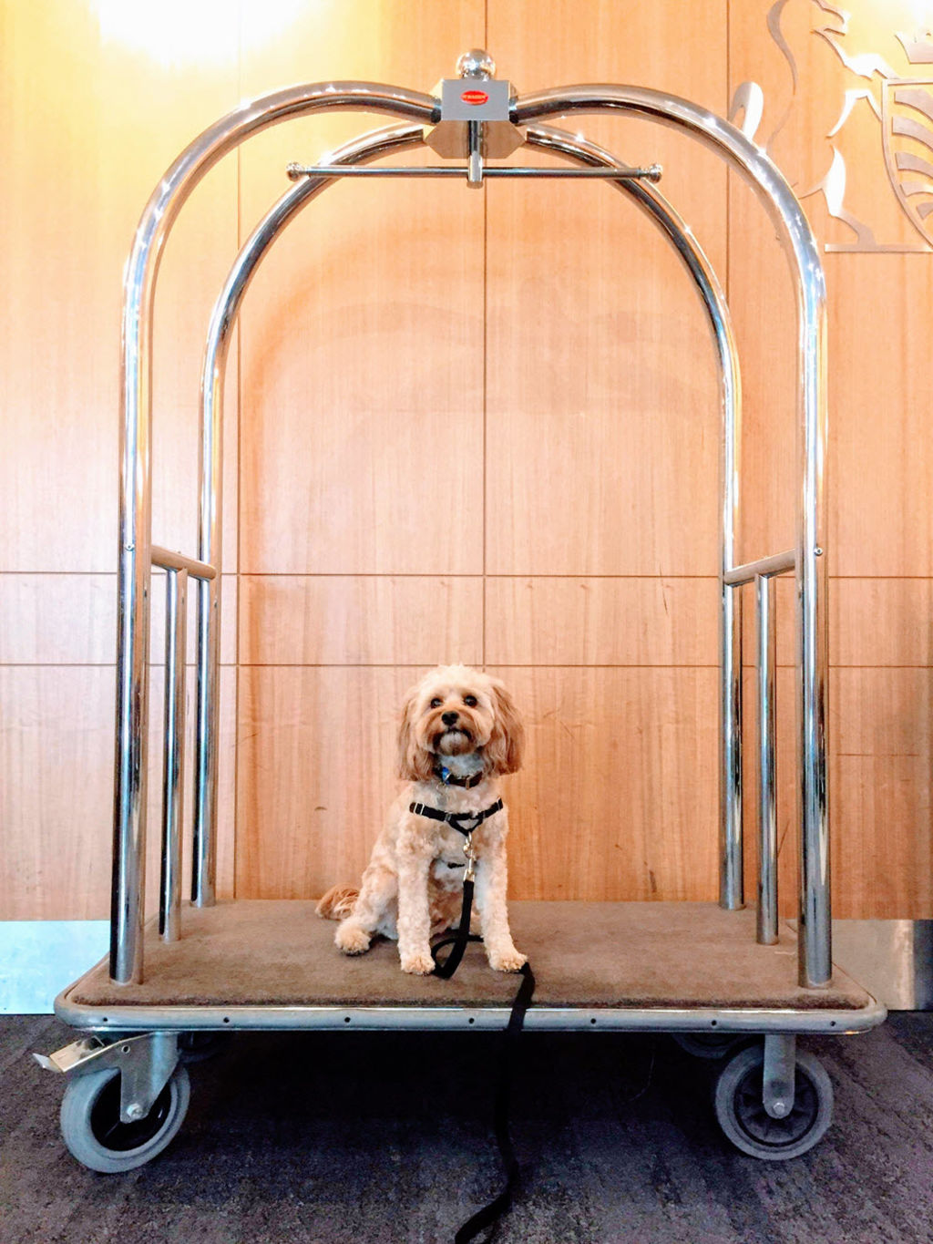 dogfriendlyhotels2