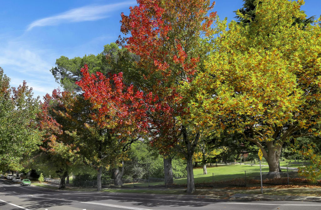 A tree-lined street in Blackheath, in the Blue Mountains. Photo: Ray White Blackheath