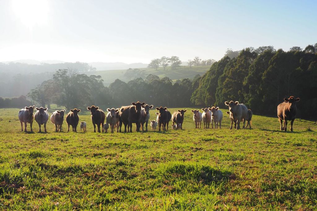 The size and quality of the basalt soil pasture land has prompted agents to bill Widgee Waa the 'Point Piper of the Southern Highlands'.