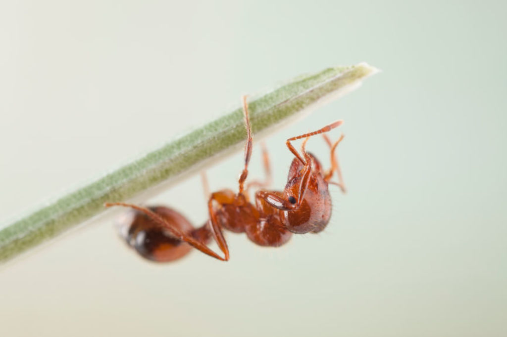 Colonies are incredibly resilient and when threatened relocate — fast. Photo: Stocksy