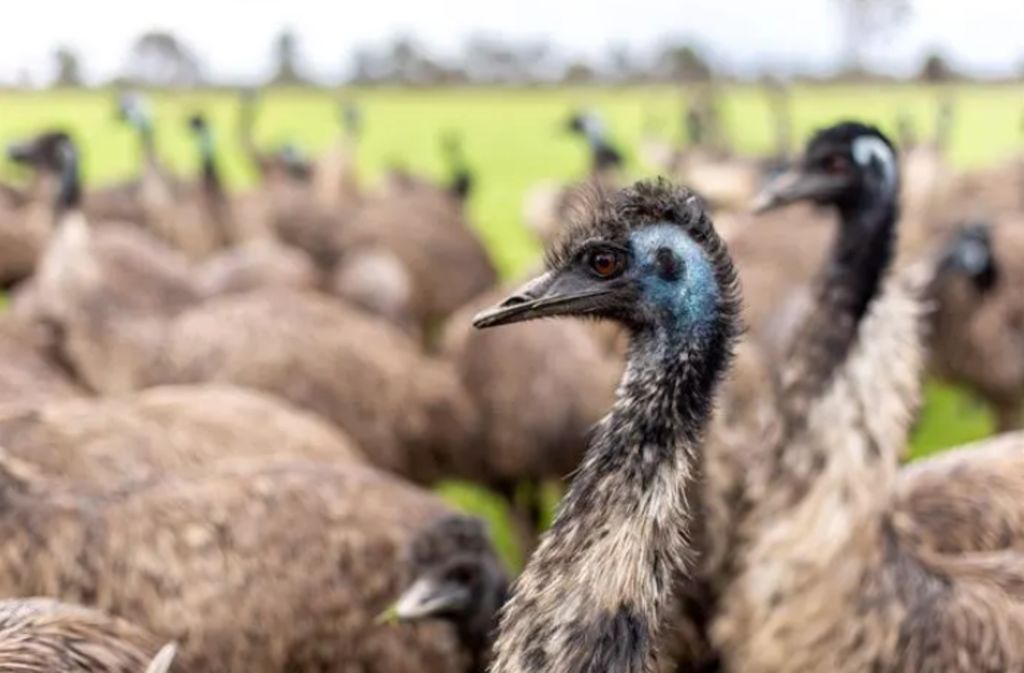 One of Australia's largest emu farms on the market as industry takes flight again