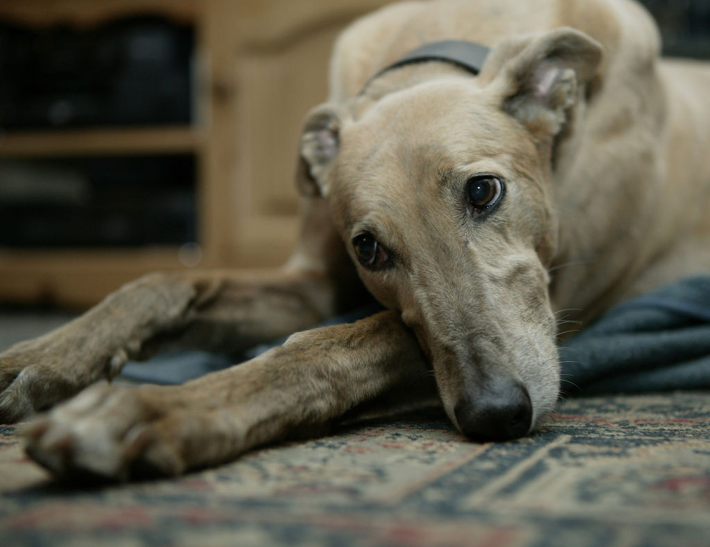 Greyhounds are among the best breeds for apartment living. Photo: iStock