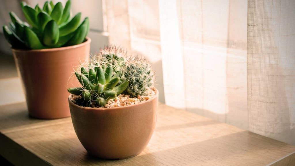 Cacti are a great low-maintenance plant option for beginners. Photo: Stuff