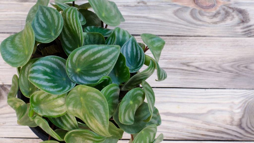 Radiator Plant/Peperomia. Photo: Stuff