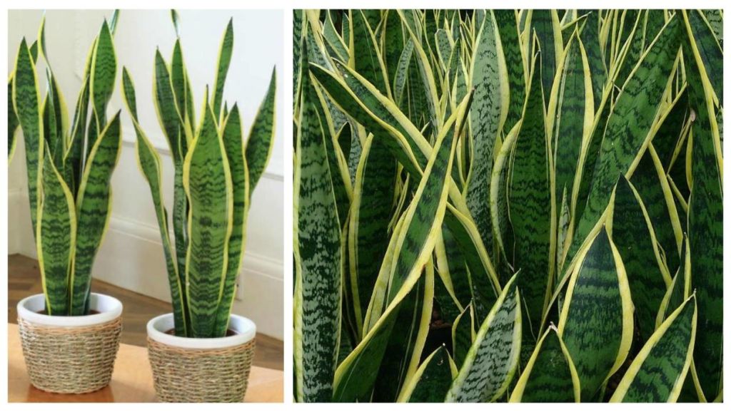 Mother in Law's Tongue or Snake Plant /Sansevieria trifasciata. Photo: Stuff