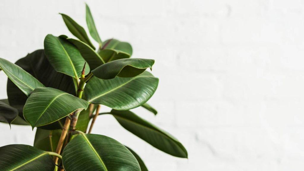 Rubber Tree/Ficus Elastica. Photo: Stuff