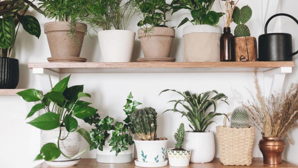 The 10 Best House Plants For Absolute Beginners