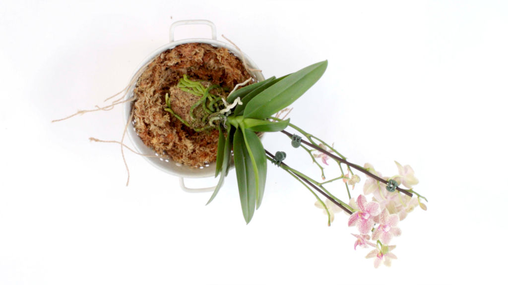 An old colander makes it easier to bundle the root ball. Photo: Stephen Claxton